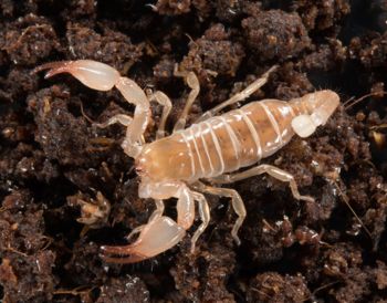 Media type: image; Invertebrate Zoology 46988